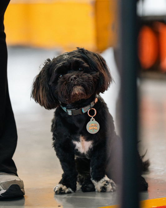 Why Your Dog’s Tag Should Match Their Personality