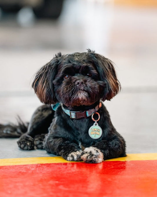 10 Dog Personalities That Deserve Their Own Tag